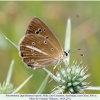 polyommatus ripartii altyagach male1